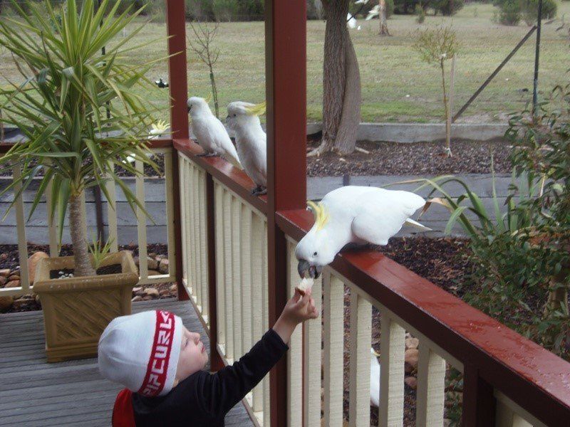 Wildlife at Halls Gap Valley Lodges. Sulphur Crested Cockatoos. Please don't feed them.