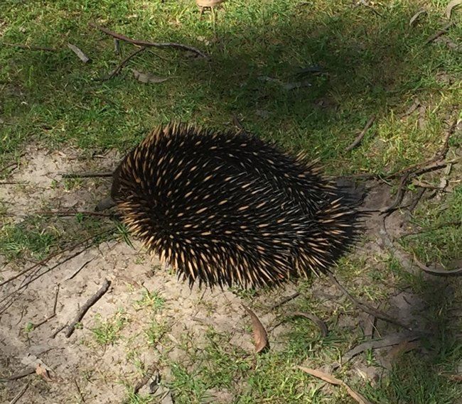 Wildlife at Halls Gap Valley Lodges. Echidna.