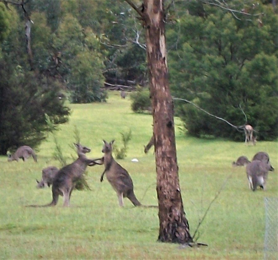 Wildlife at Halls Gap Valley Lodges. Kangaroos.