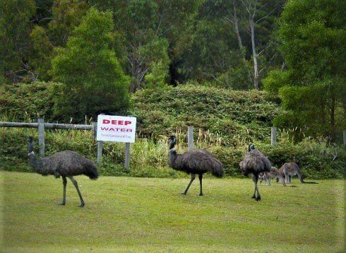Wildlife at Halls Gap Valley Lodges. Emus.
