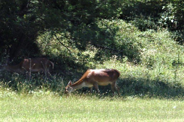Wildlife at Halls Gap Valley Lodges. Deer.