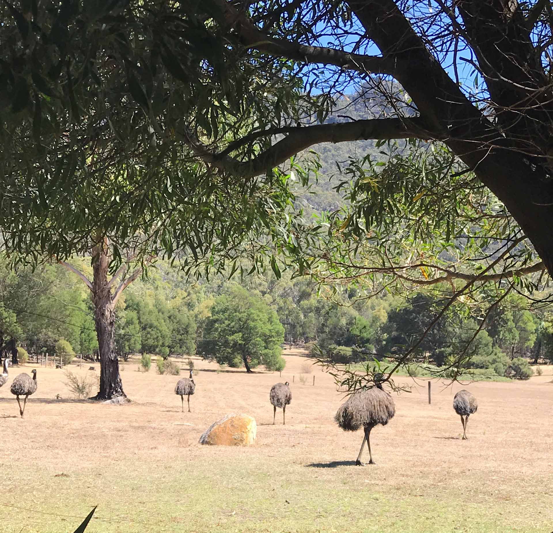 Wildlife at Halls Gap Valley Lodges. Emus.