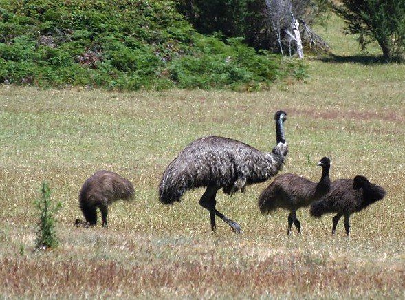 Wildlife at Halls Gap Valley Lodges. Emus.