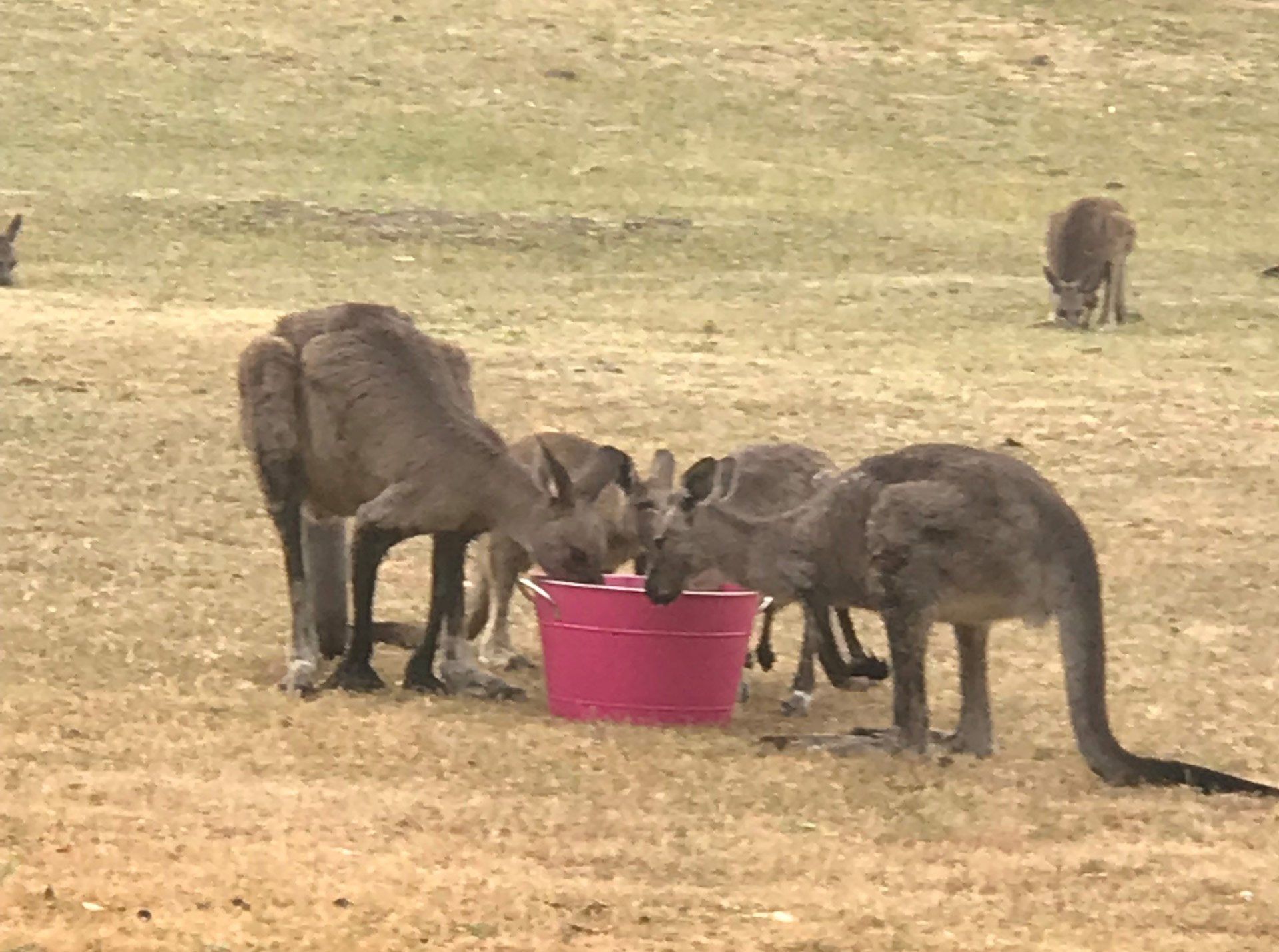 Wildlife at Halls Gap Valley Lodges. Kangaroos.