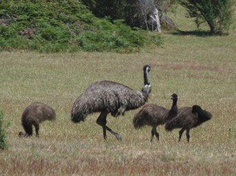 Wildlife at Halls Gap Valley Lodges. Emus.