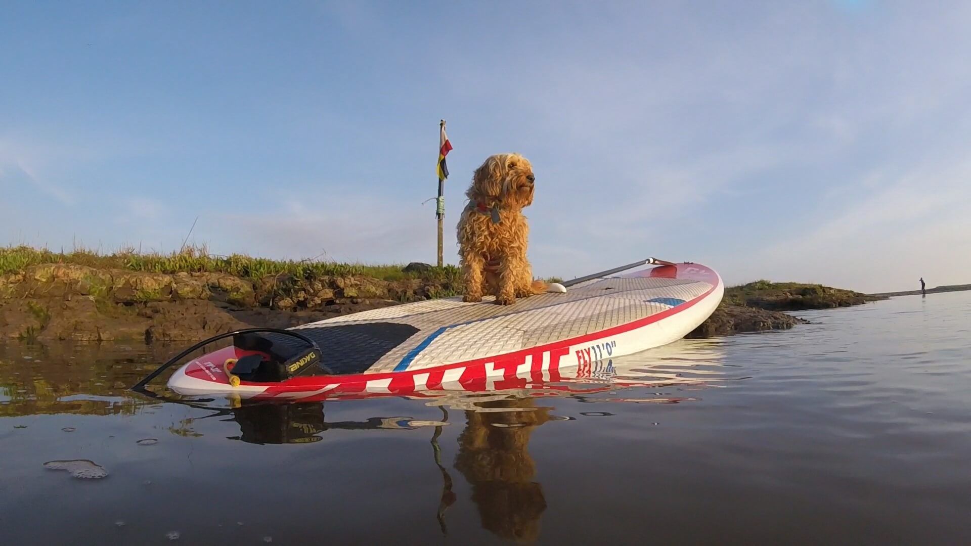 doggie paddle paddle boarding