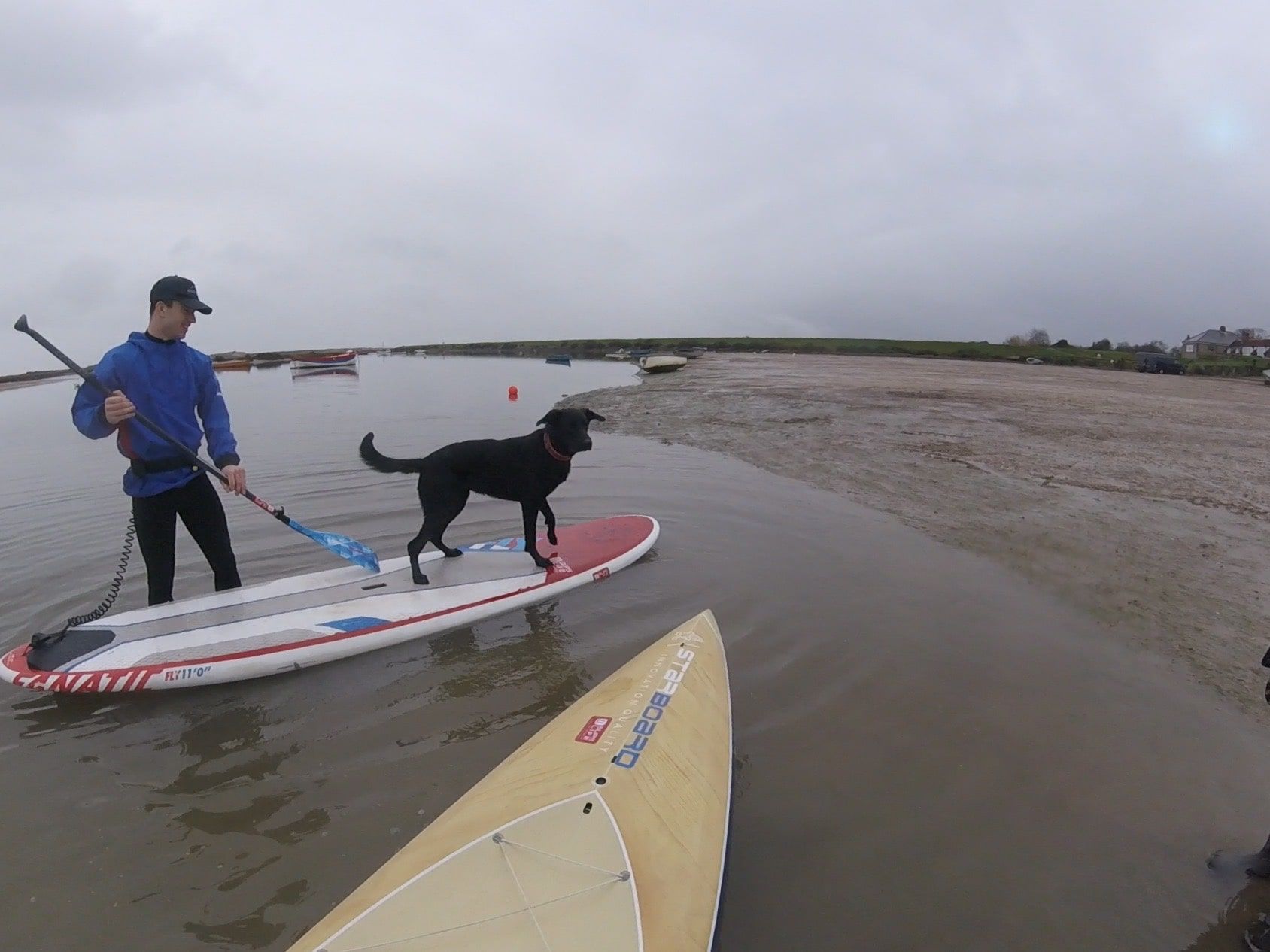 Paddle boarding dog in Norfolk