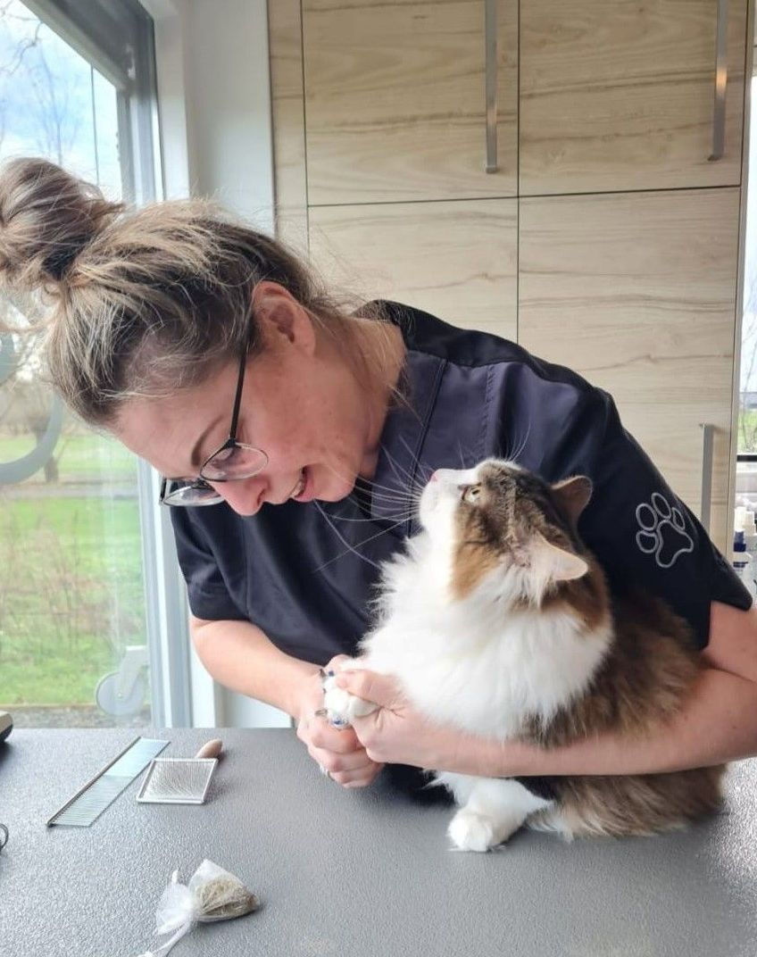 Gediplomeerd kattentrimmer aan het werk tijdens een katten vachtbehandeling in de kattentrimsalon.