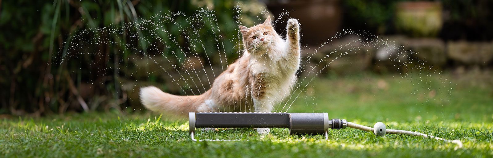 Kat scheren in de zomer in de kattentrimsalon.