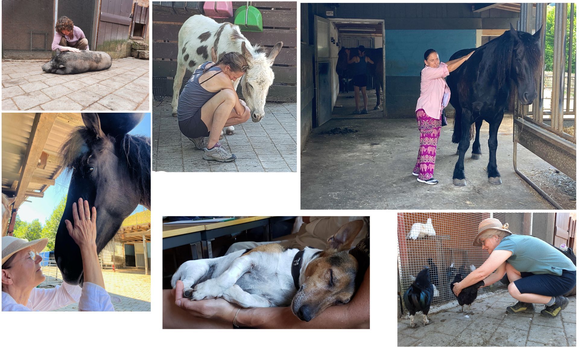 The 5-day Jin Shin Jyutsu class in Switzerland at an animal sanctuary called Gnadenhof Hodel.