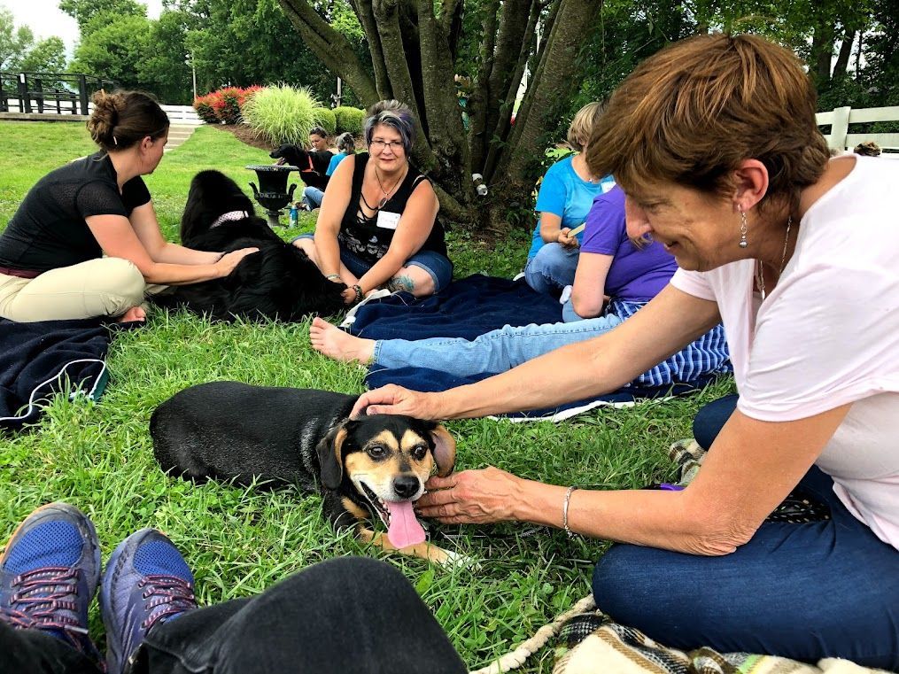 Natural Anxiety Relief for Animals: Jin Shin Jyutsu