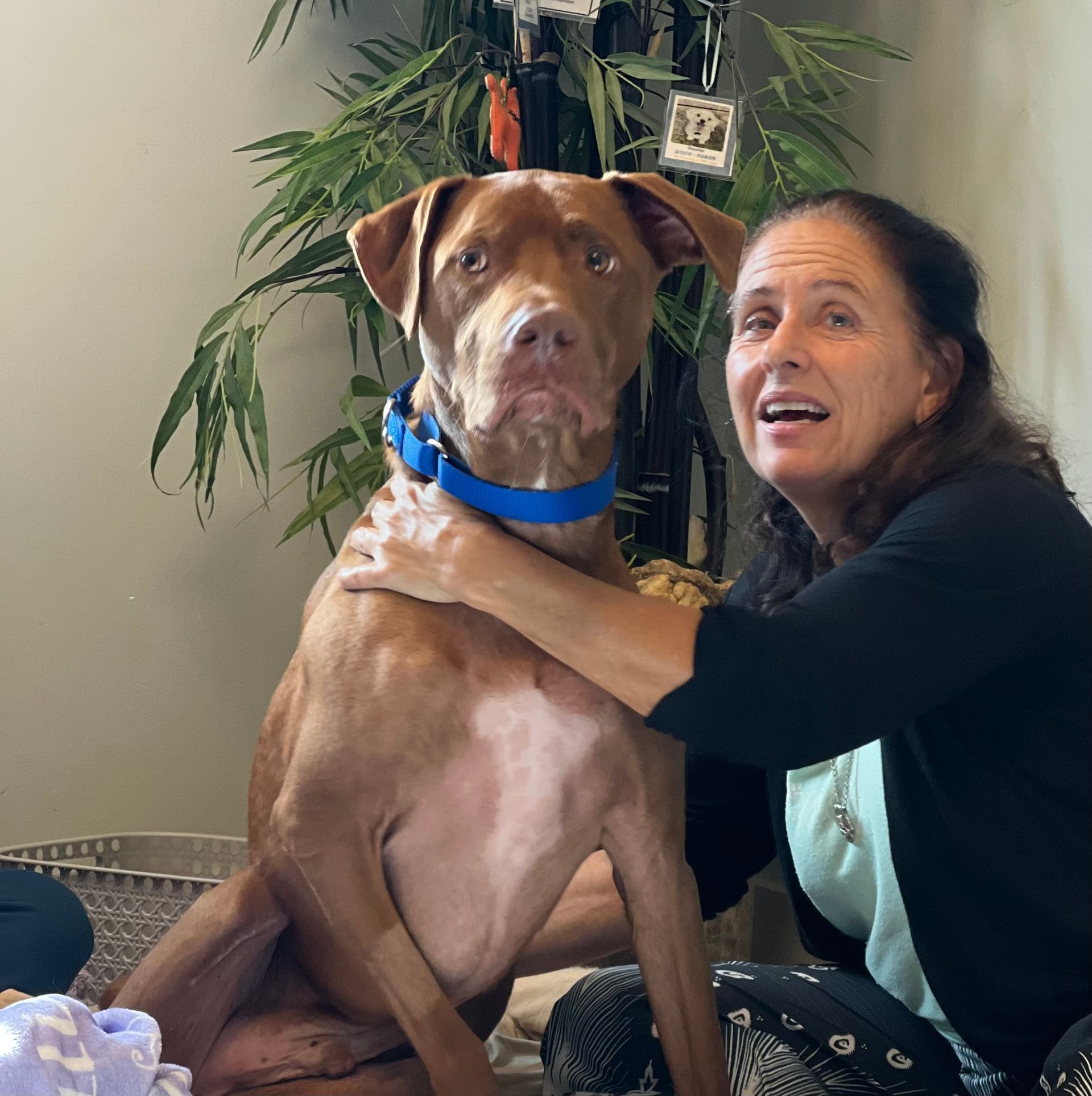 Adele with Bob, the Alaqua dog recovering from hip surgery.