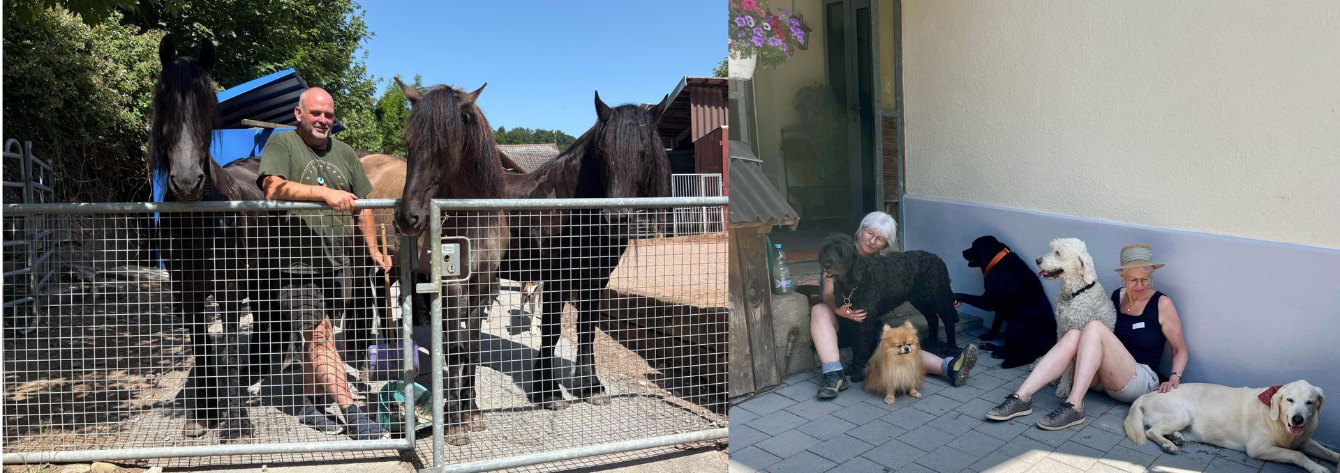 Ivo Zürcher welcomes Jin Shin Jyutsu practitioners to do energy healing on the animals at home at the Gnadenhof Hodel.