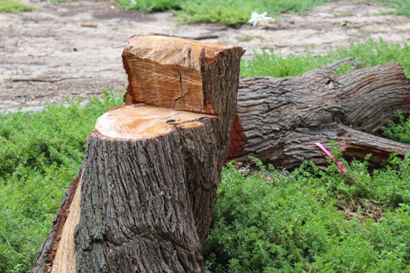 Tree Removal by professional Tree Removalist in Perth Northern Suburbs