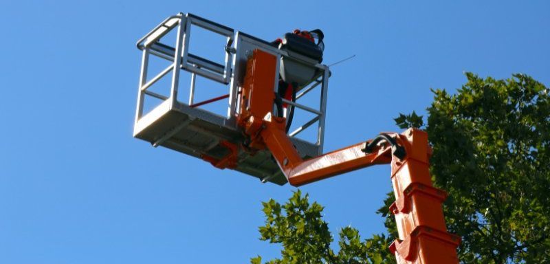 Specialised Tree Lopping Tools operated by a Professional Arborist to lop a tree in a Perth Backyard