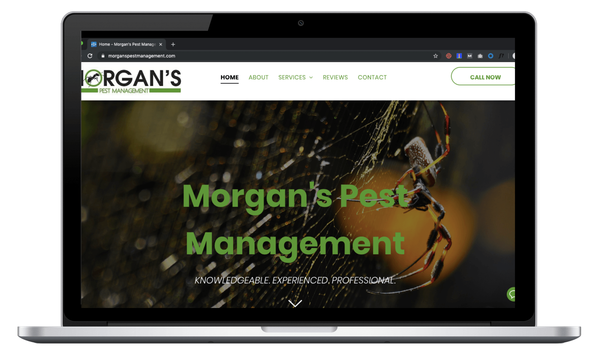 Morgans Pest Managment