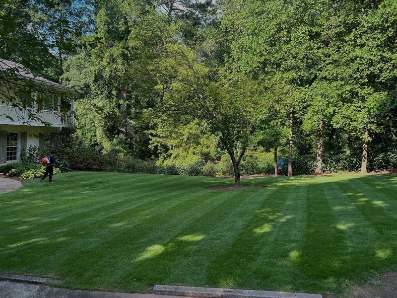 Well-manicured lawn with stripes, trees, and a house on a sunny day. Person mowing.