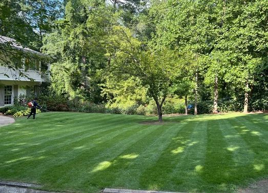 Person using a leaf blower on a freshly mowed lawn with a tree in the middle, house in the background.