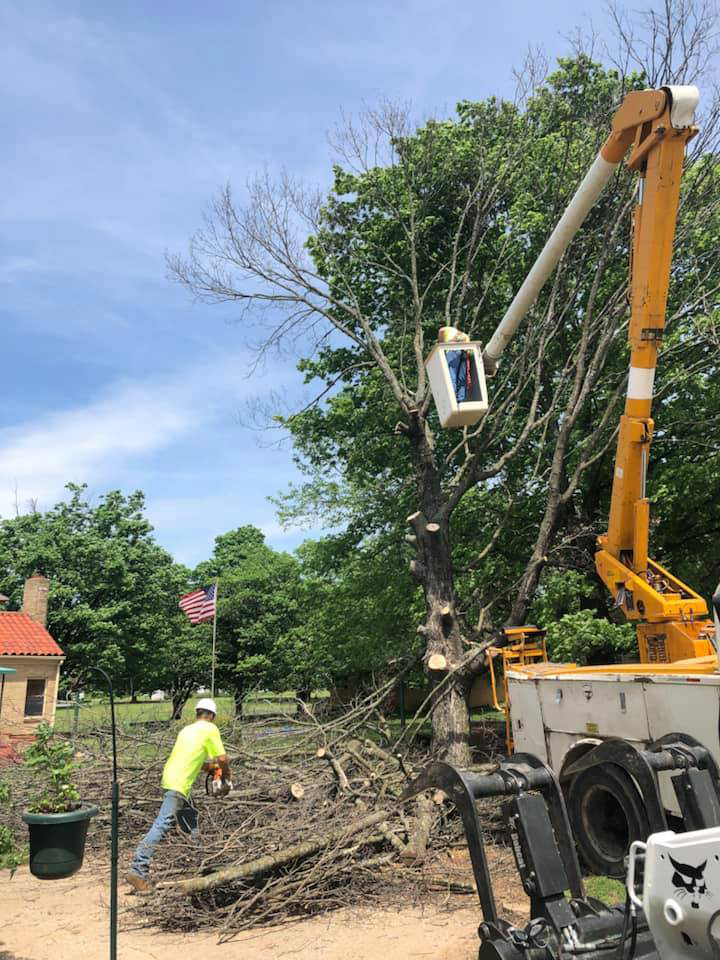 tree cutting services in Fayetteville, AR