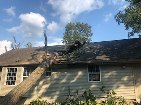 Fallen tree on house