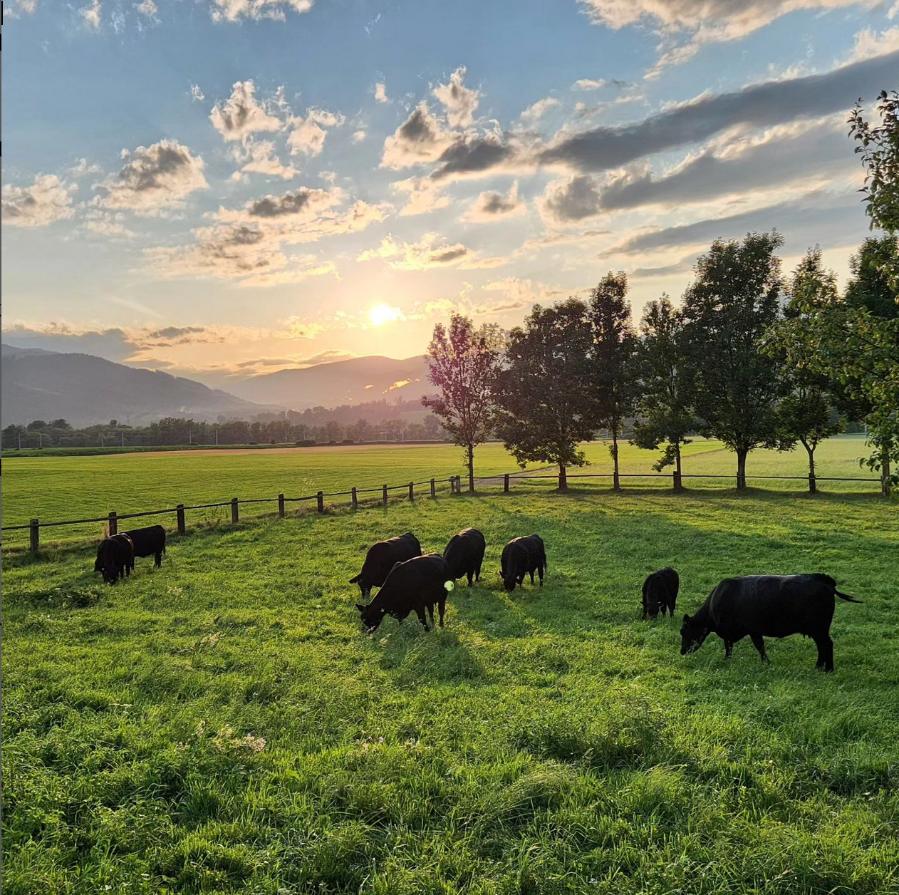 Eine Herde Kühe, die bei Sonnenuntergang auf einer Wiese grasen