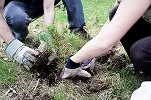 tree planting in Edmonton
