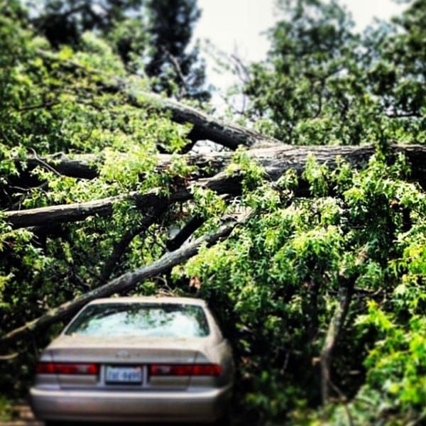 fallen tree in Vancouver
