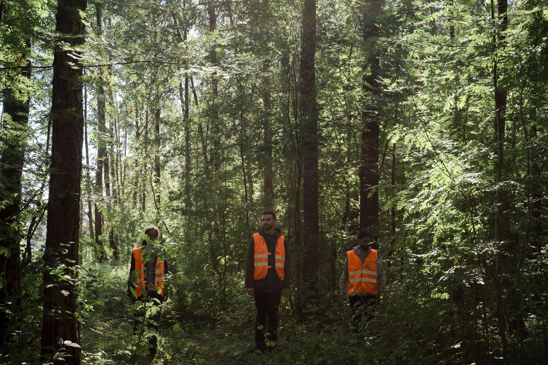 tree inspection Vancouver