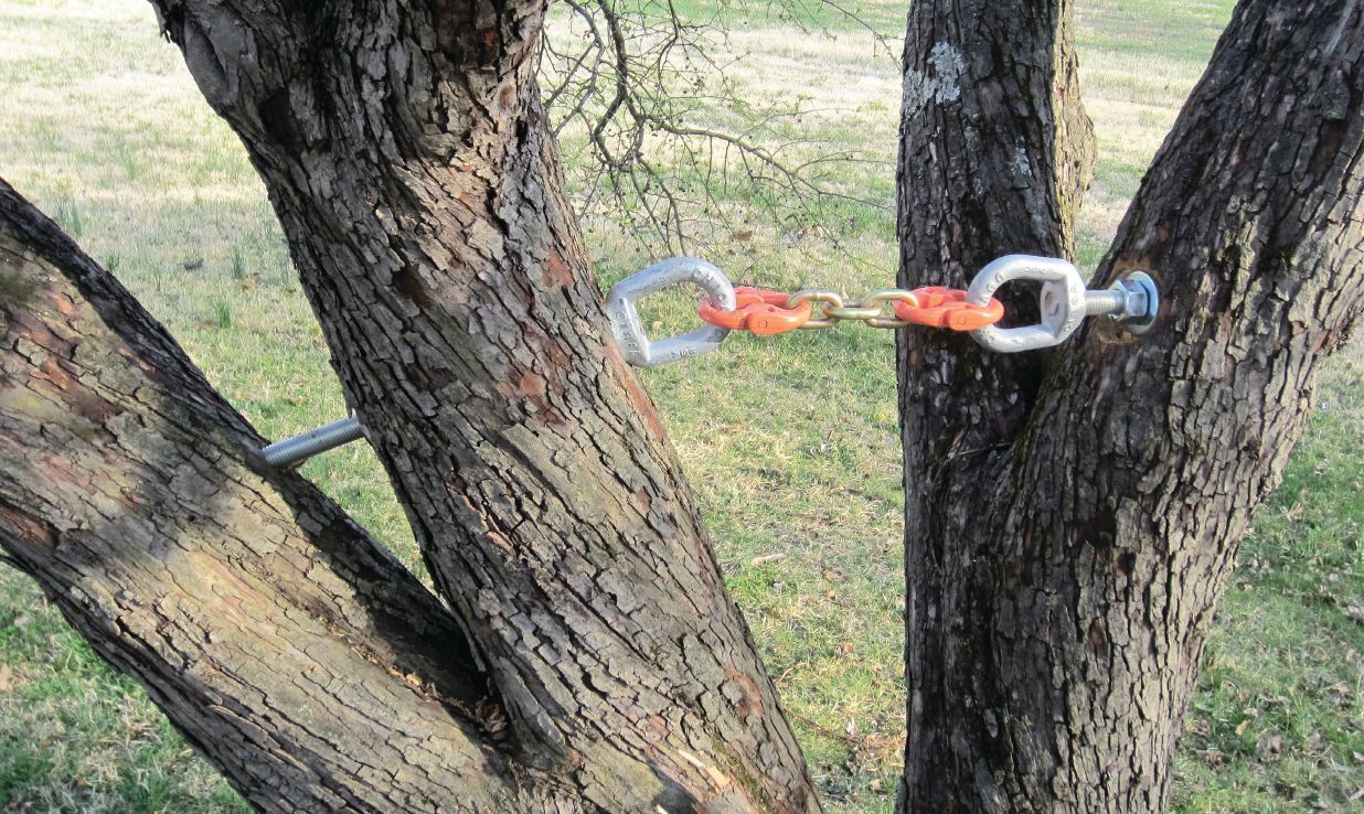 tree bracing in Edmonton