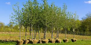 Trees planted in Edmonton back yard