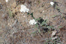 Achillea millefolium - common yarrow