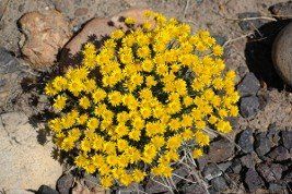 Erigeron piperianus - Piper's fleabane