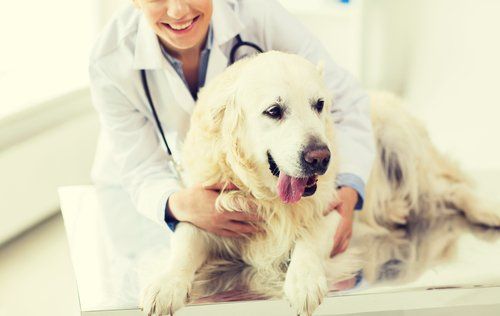 veterinario con cane di taglia grande in un ambulatorio