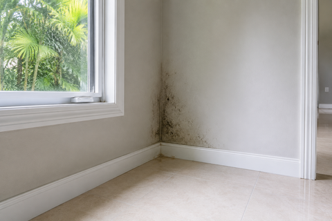 Black Mold Remediation in Fort Myers, FL