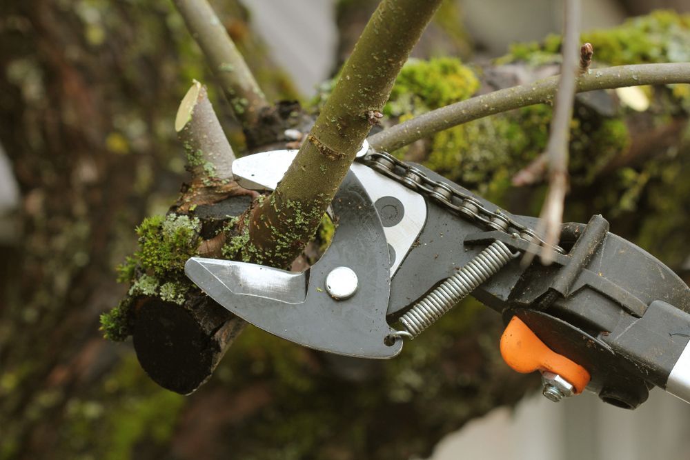 Pruning Shears Cutting a Tree Branch With Moss — Hearns Tree Maintenance In Auchenflower, QLD
