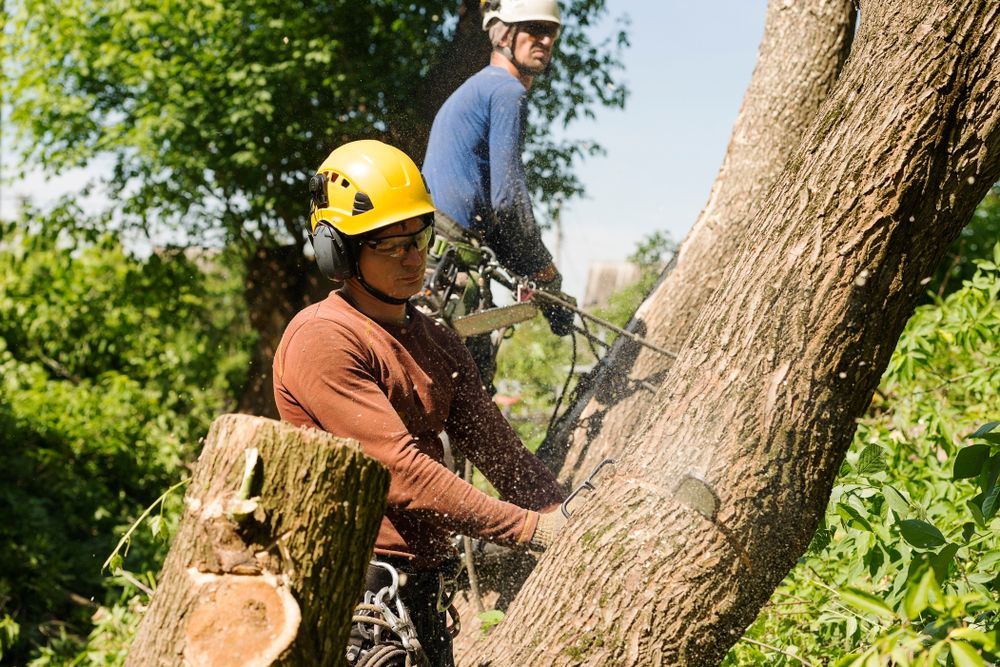 Two Arborists Cutting a Tree Trunk, One Sawing, Both Wearing Safety Gear — Hearns Tree Maintenance In Auchenflower, QLD