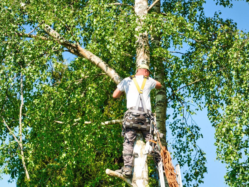 Arborist in Safety Harness and Helmet Trimming a Tree — Hearns Tree Maintenance In Auchenflower, QLD