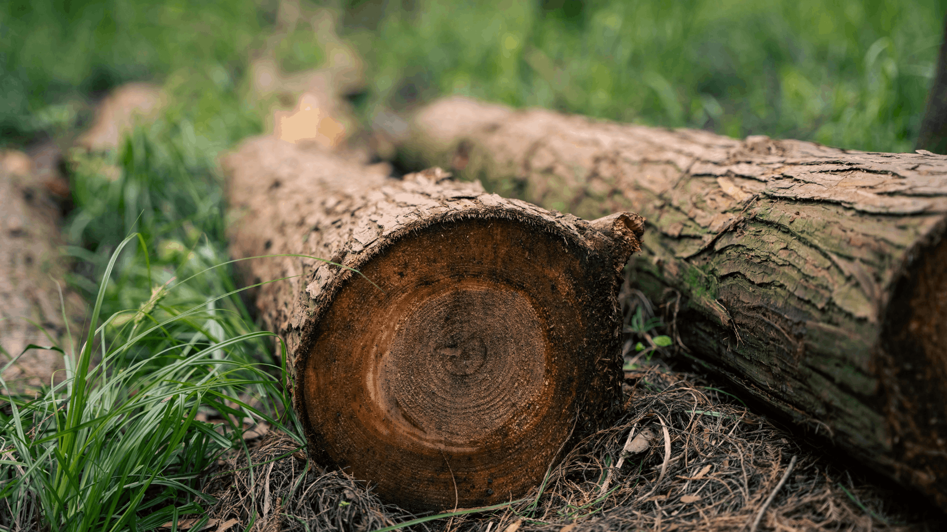 Logs on green grass, showing tree rings in cut ends — Hearns Tree Maintenance In Auchenflower, QLD