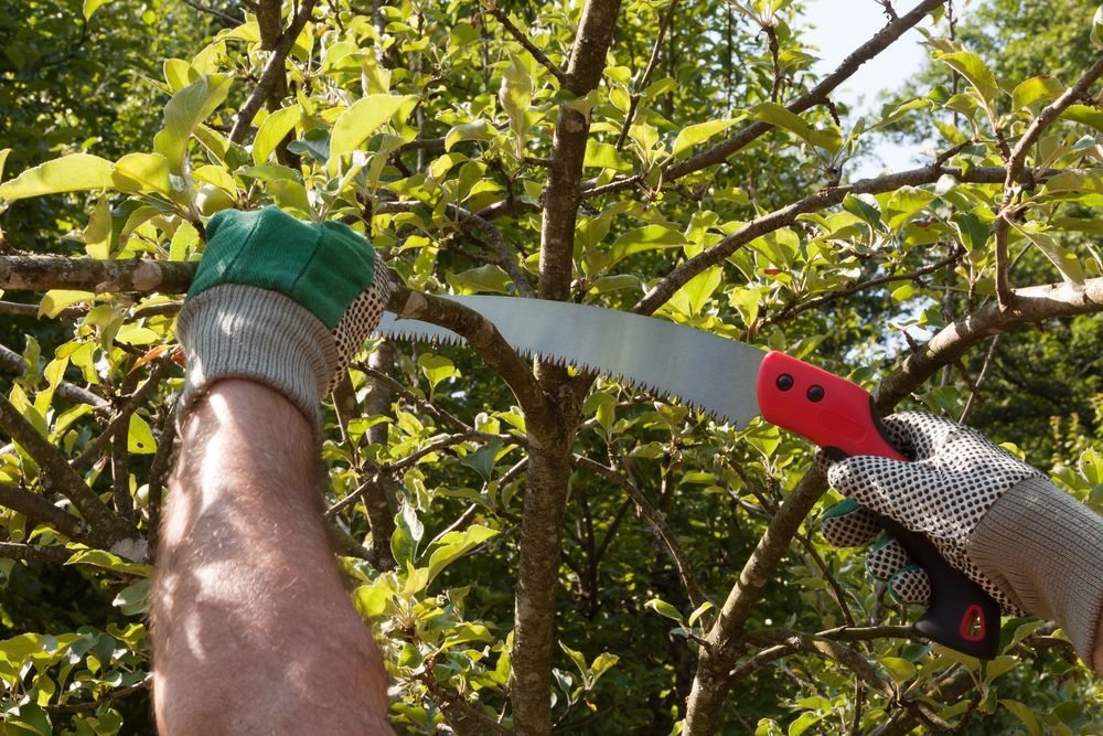 Person Wearing Gloves Sawing a Tree Branch With a Hand Saw — Hearns Tree Maintenance In Northside, QLD