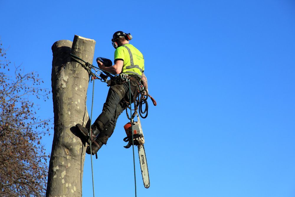 Arborist, Harnessed, Cutting Tree Trunk With Chainsaw — Hearns Tree Maintenance In Auchenflower, QLD