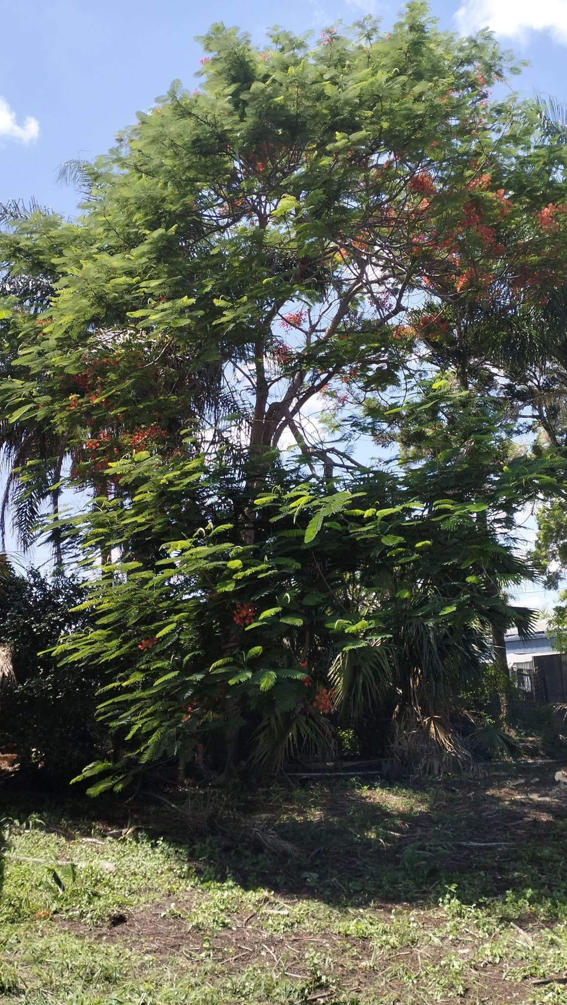 Park landscape with curved bridge over water, pathway, and lush green trees — Hearns Tree Maintenance In Auchenflower, QLD