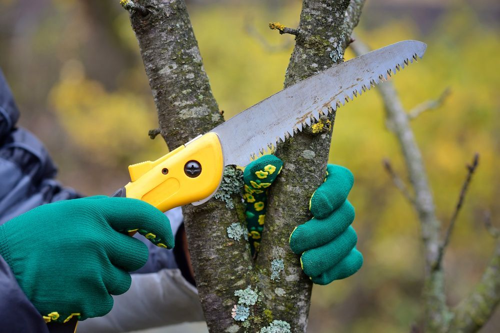 Hands in Green Gloves Sawing a Tree Branch With a Yellow-handled Saw — Hearns Tree Maintenance In Auchenflower, QLD