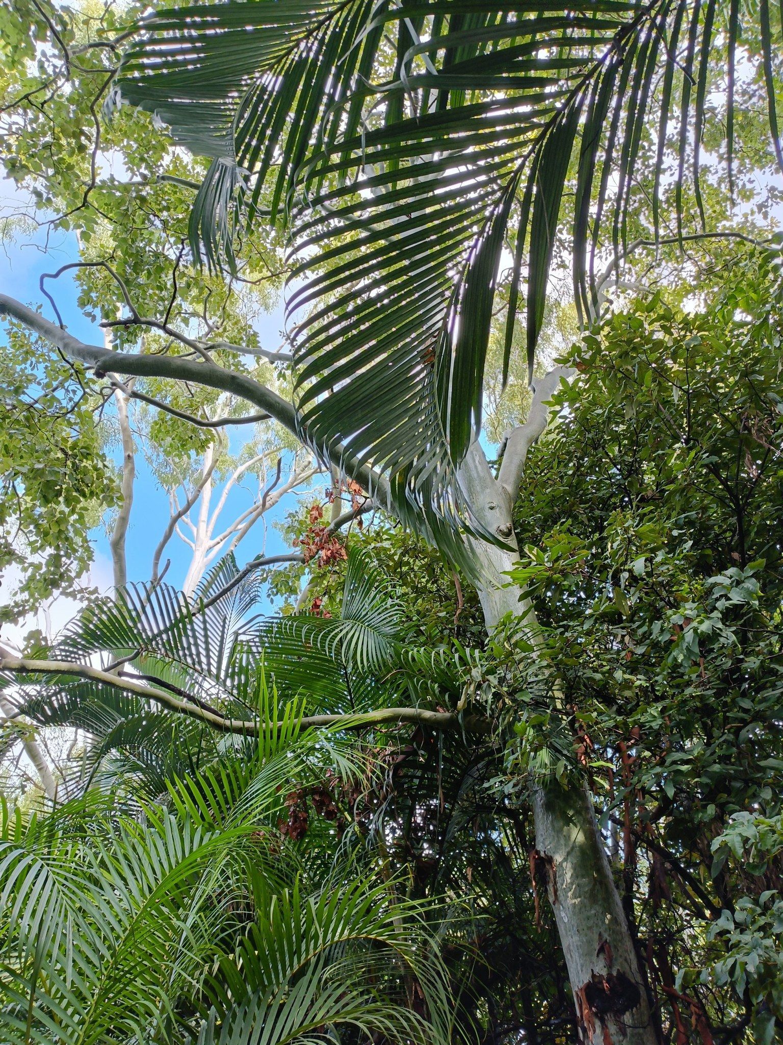 Palm tree and other lush green foliage reaching towards a blue sky — Hearns Tree Maintenance In Auchenflower, QLD