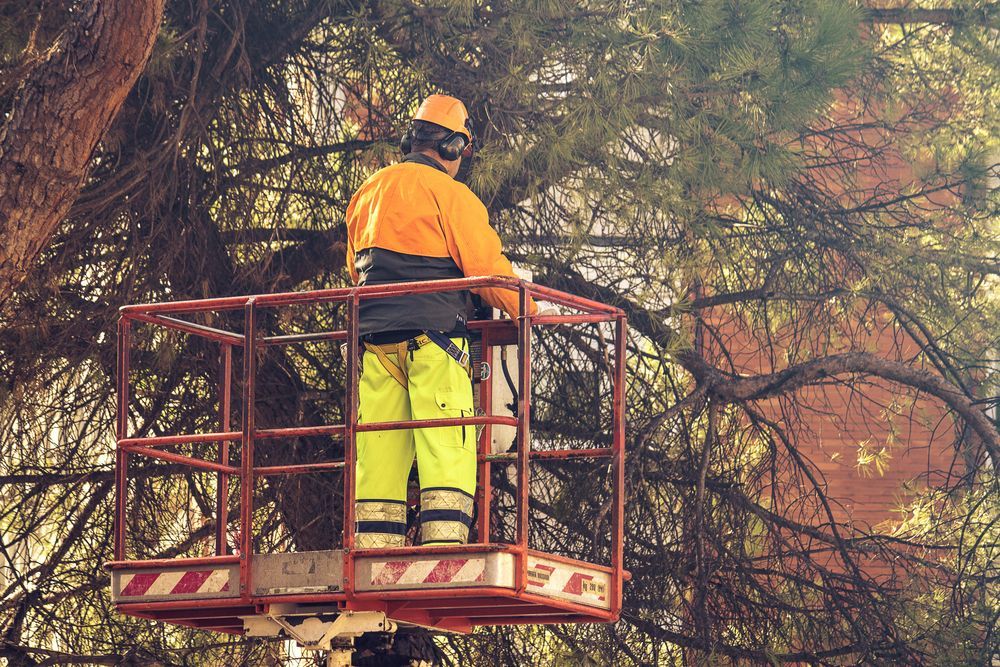 Arborist in Orange Jacket and Hardhat, Trimming Branches From a Tree — Hearns Tree Maintenance In Northside, QLD
