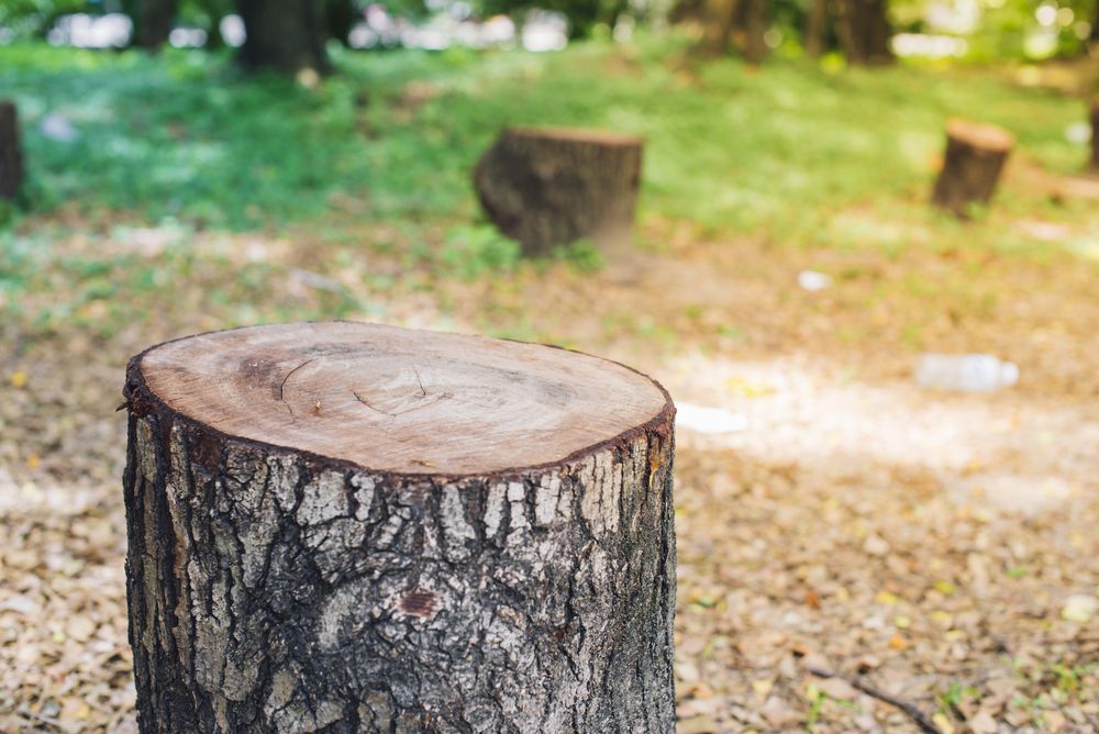 Tree Stump in Focus, Other Stumps in the Background on a Grassy — Hearns Tree Maintenance In Ipswich, QLD