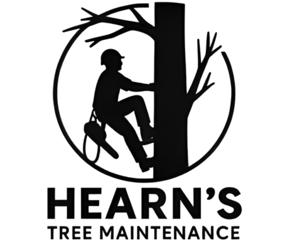 Tree Maintenance in Brisbane