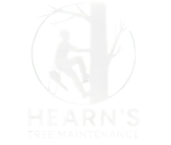 Tree Maintenance in Brisbane