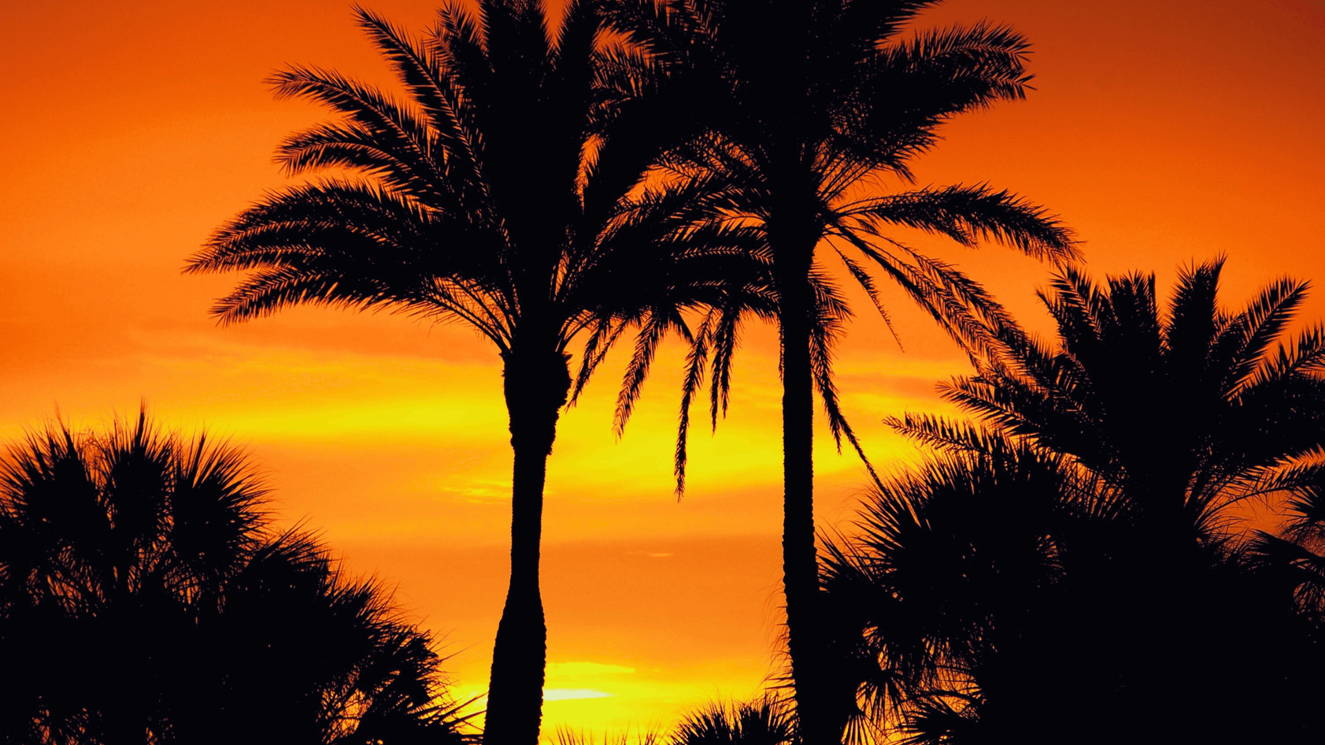 Silhouetted palm trees against a vibrant orange sunset — Hearns Tree Maintenance In Auchenflower, QLD