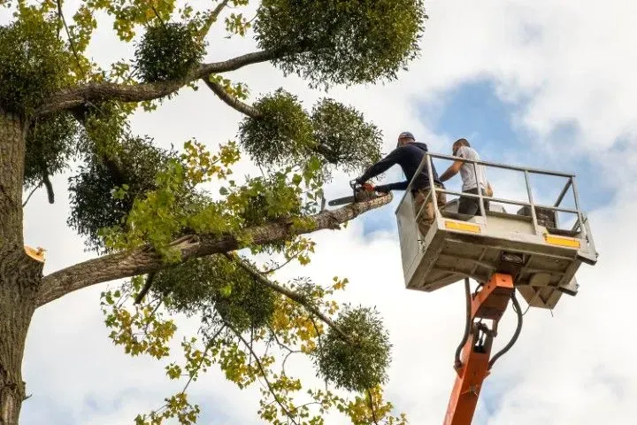Tree workers in a cherry picker trimming large branches against a cloudy sky