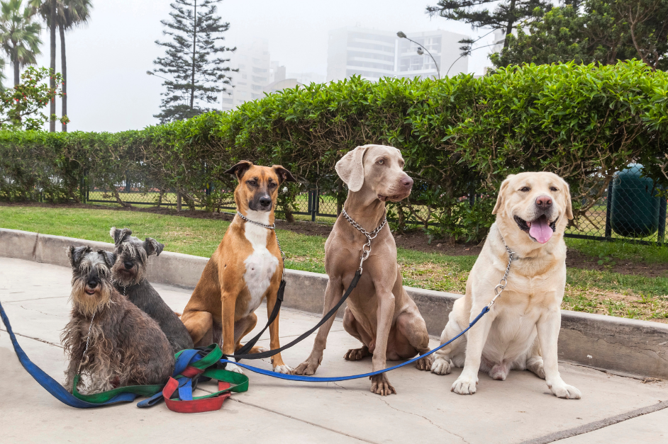 dog looking at the camera